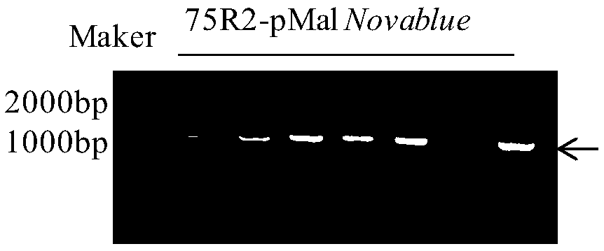 Emodin glycosyltransferase protein FtUGT75R2 and coding gene and application thereof