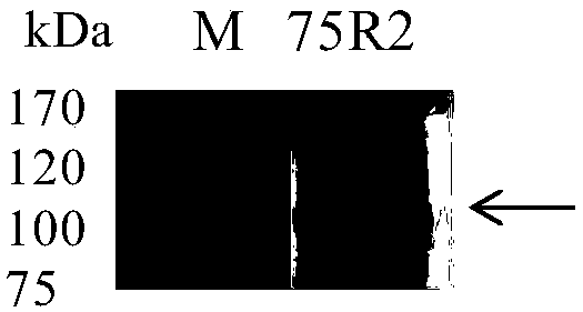 Emodin glycosyltransferase protein FtUGT75R2 and coding gene and application thereof