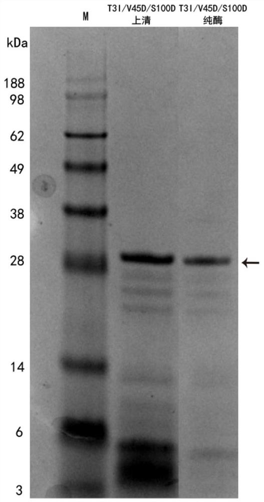 A kind of keratinase mutant with improved low-temperature enzymolysis performance and its application