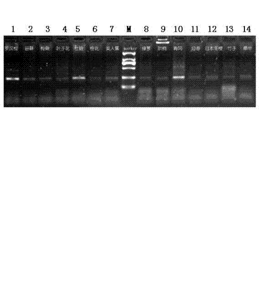 Rapid cloning method and special primers for lfy/flo homologous fragments of plant flowering-related genes