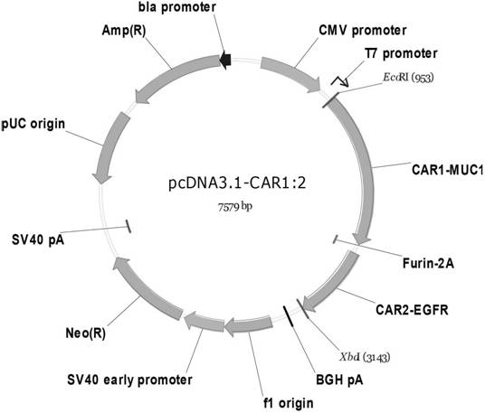 Dual-signal-independent chimeric antigen receptors and uses thereof