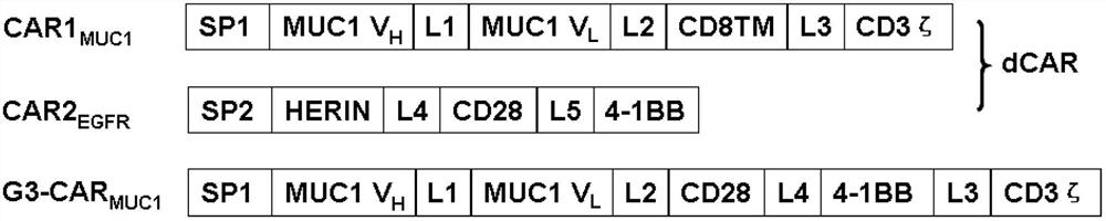 Dual-signal-independent chimeric antigen receptors and uses thereof