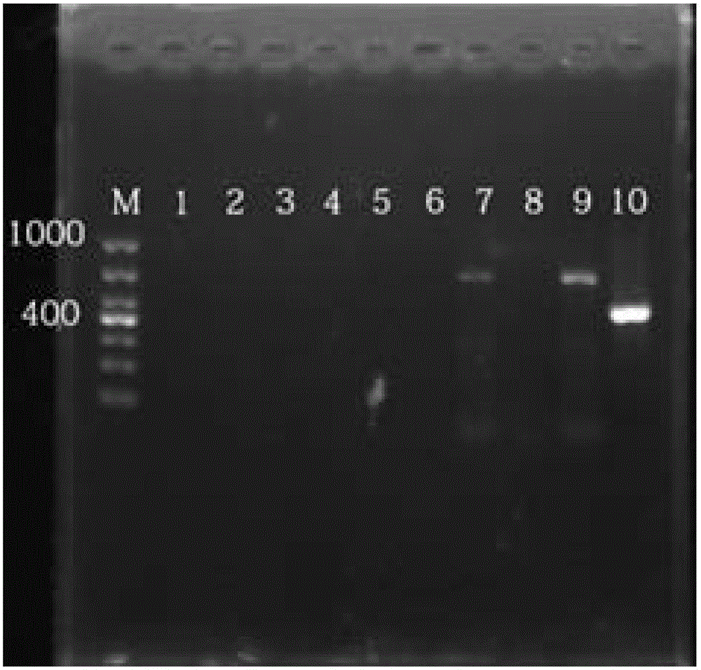 Nested RT-PCR detection method for differentiating variant strains and classic strains of PEDV