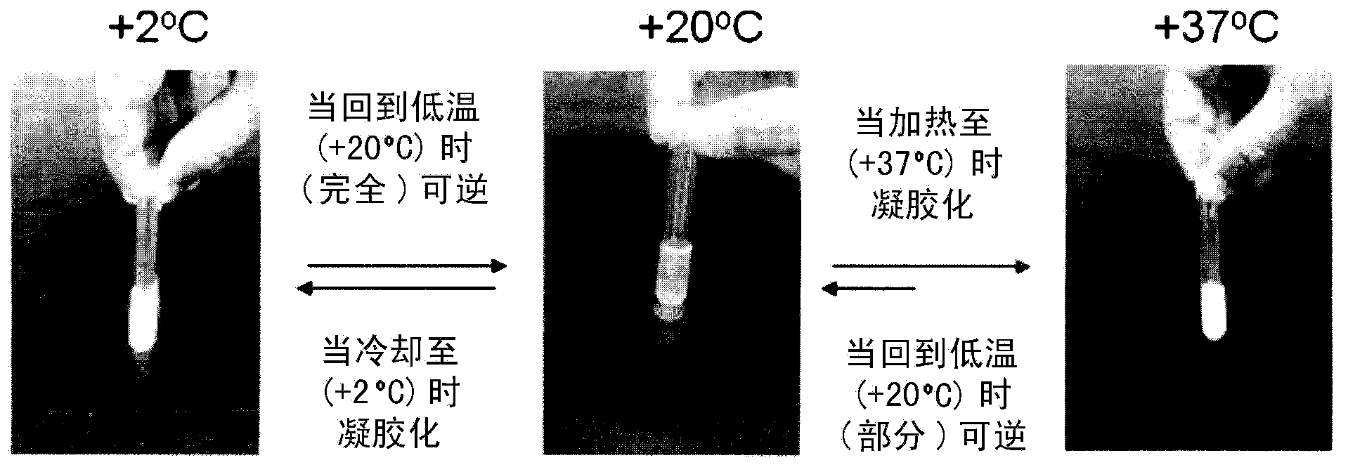 Highly biocompatible dual thermogelling chitosan/glucosamine salt compositions