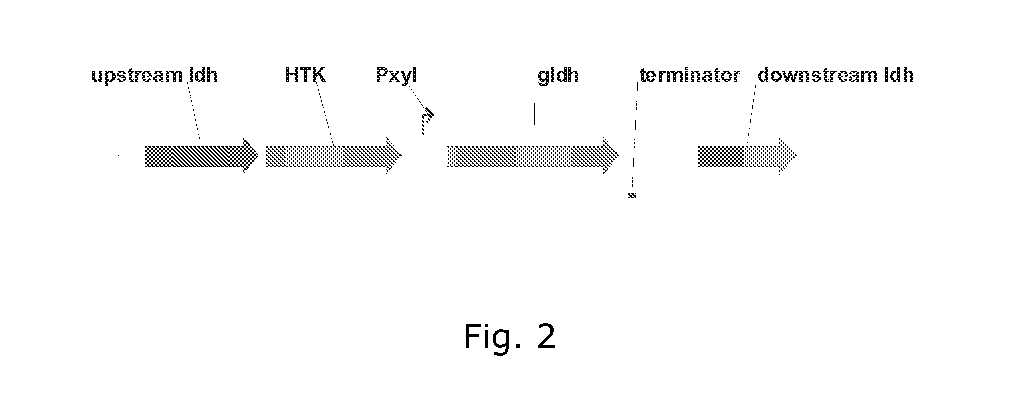 Increased ethanol production in recombinant bacteria