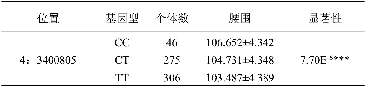 A Molecular Marker Affecting the Loin Circumference Traits of Duroc Pigs and Its Application