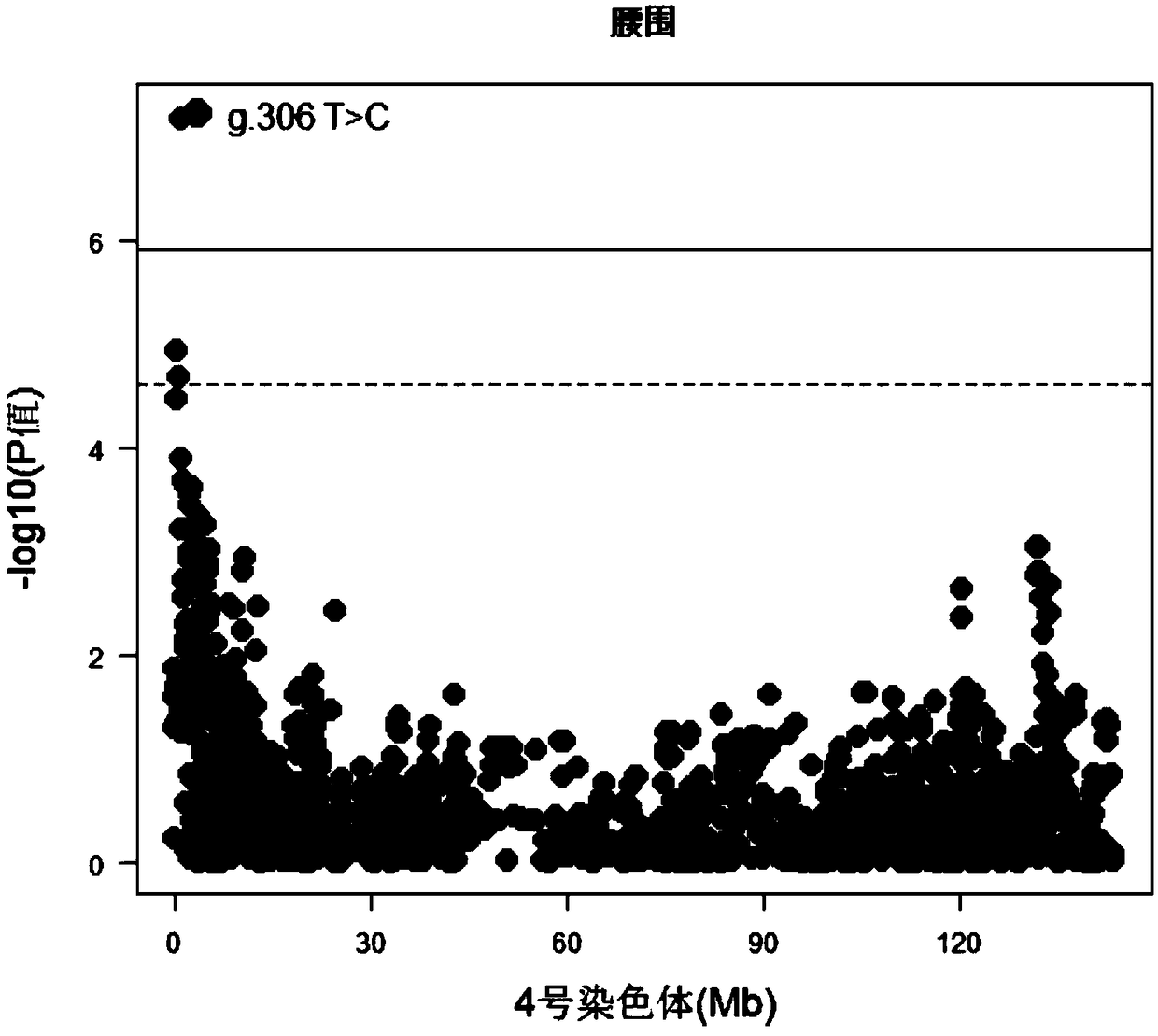 A Molecular Marker Affecting the Loin Circumference Traits of Duroc Pigs and Its Application