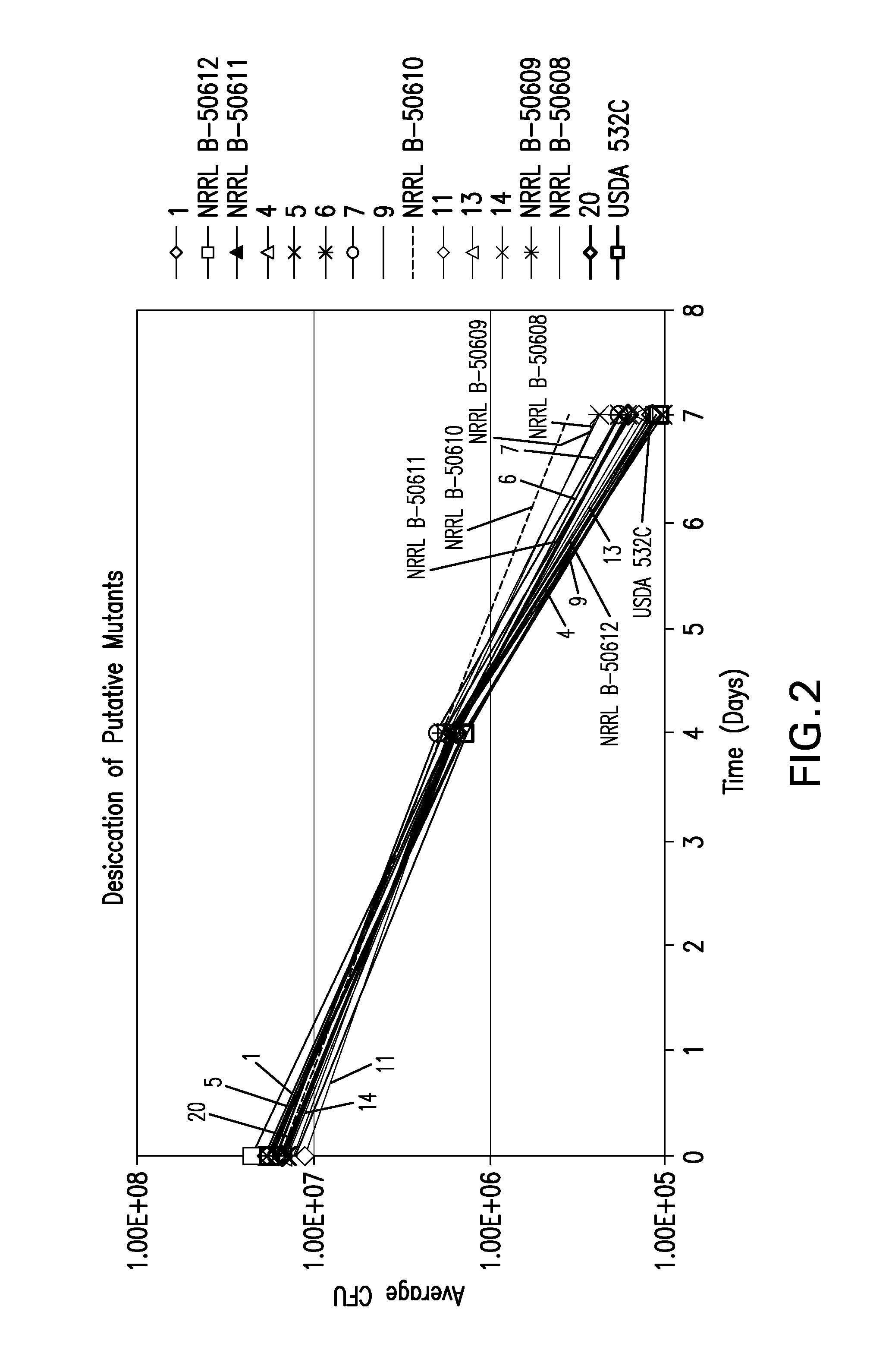 Bradyrhizobium strains