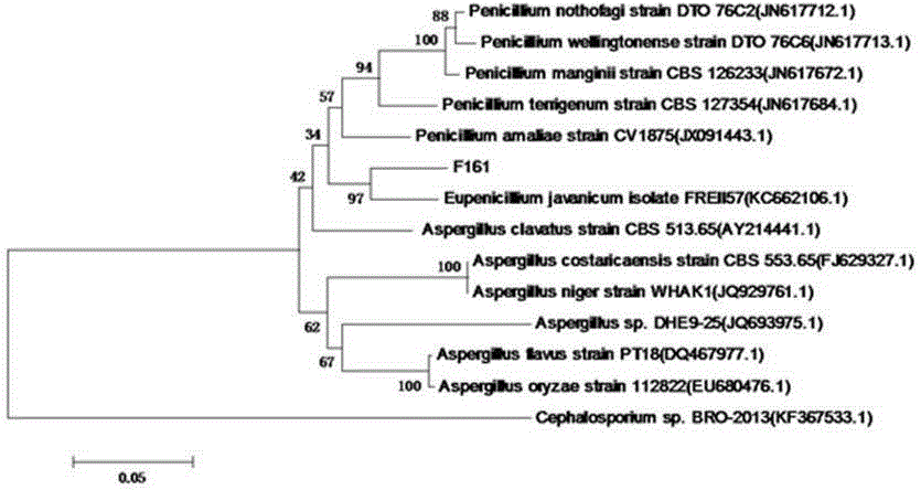 Radiation-resistant penicillium sp. and application to biological treatment of absorbing radioactive strontium 90