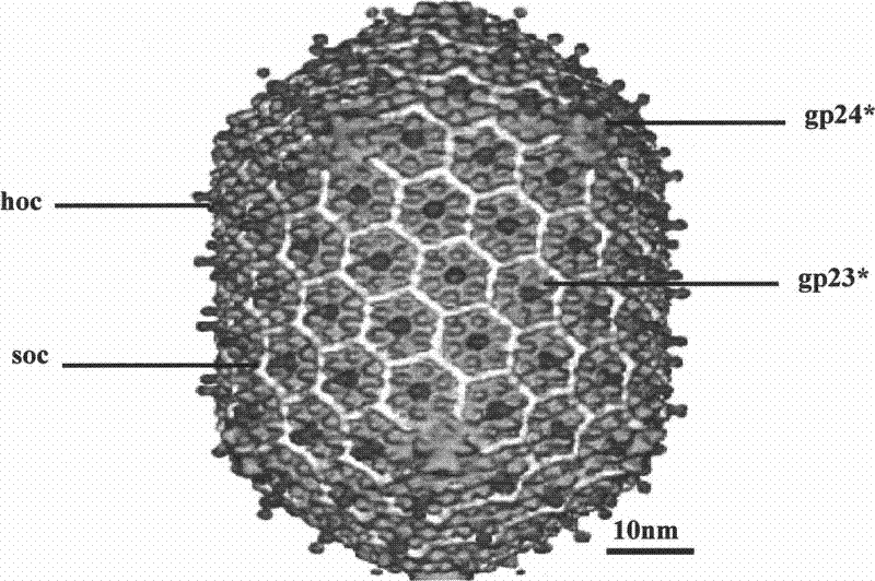 Preparation method of T4 bacteriophage supported precious metal nano-particle catalyst