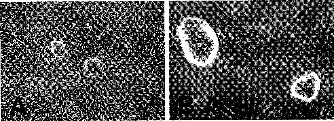 Method for screening pluripotent cell and special culture medium thereof