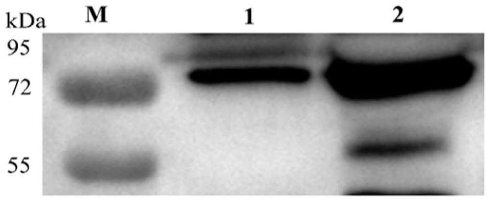 Application of mycoplasma bovis secretory protein MbovP274