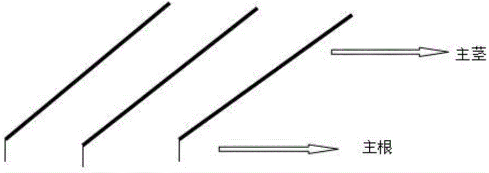 Method for improving branch and leaf yield of greater-leaf fast-growing cassia