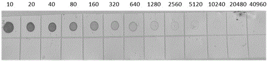 Hybridoma cell line secreting monoclonal antibody against tomato spotted wilt virus and its application