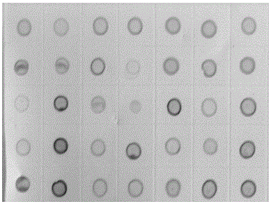 Hybridoma cell line secreting monoclonal antibody against tomato spotted wilt virus and its application