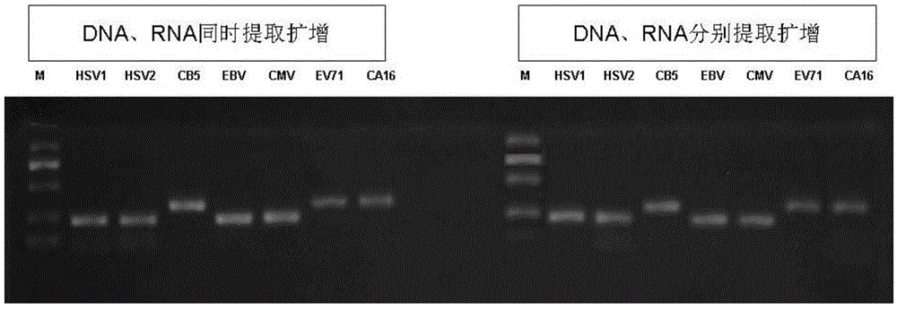 Gene chip for simultaneous detection of human herpesvirus and enterovirus