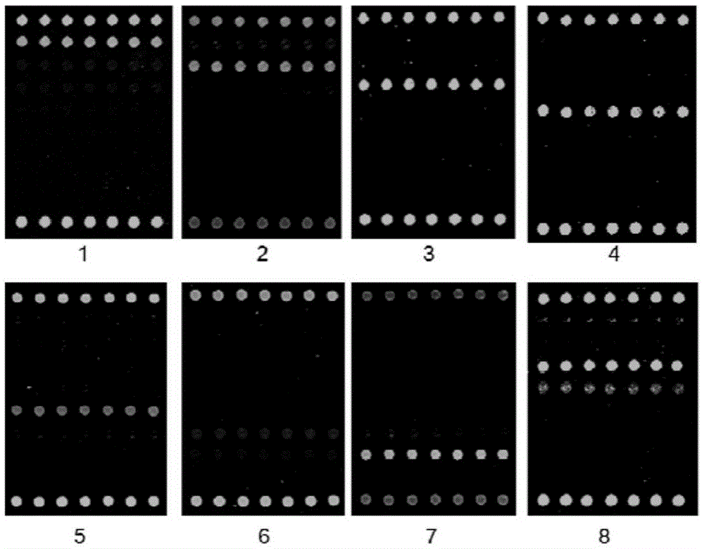 Gene chip for simultaneous detection of human herpesvirus and enterovirus