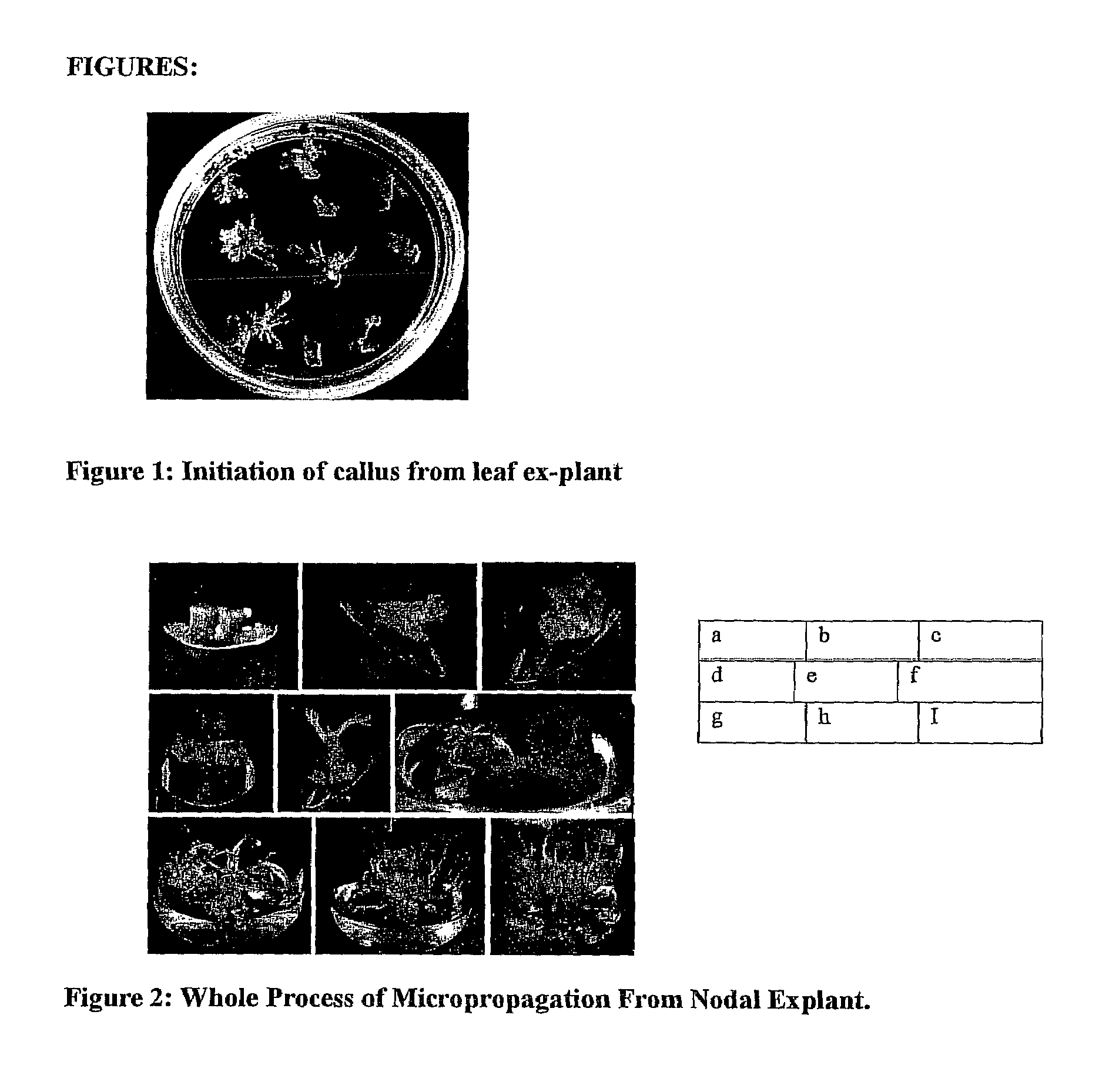 In-vitro system of micropropagation of rose scented pelargonium graveolens, of bourbon type