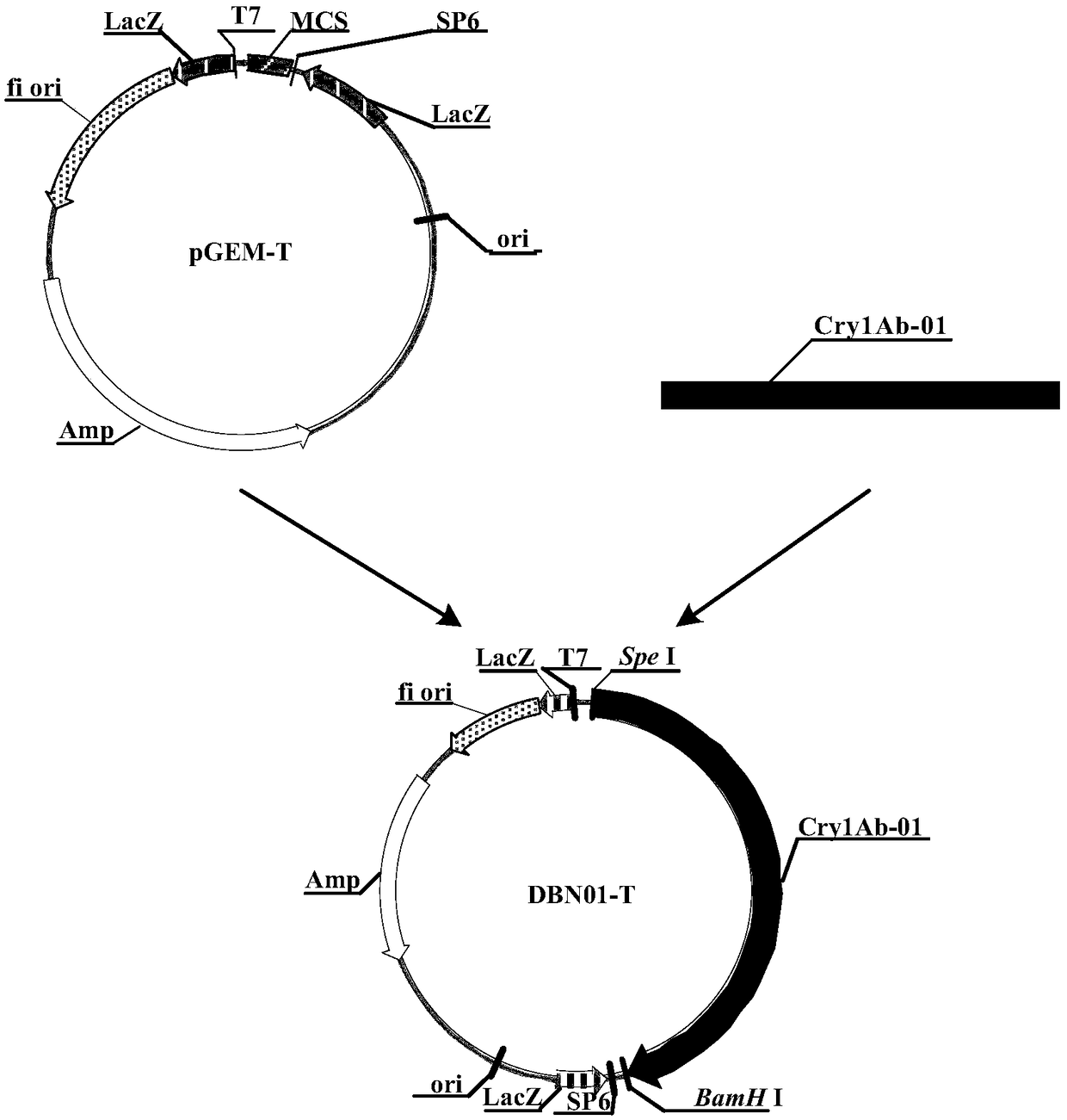 Application of insecticidal protein