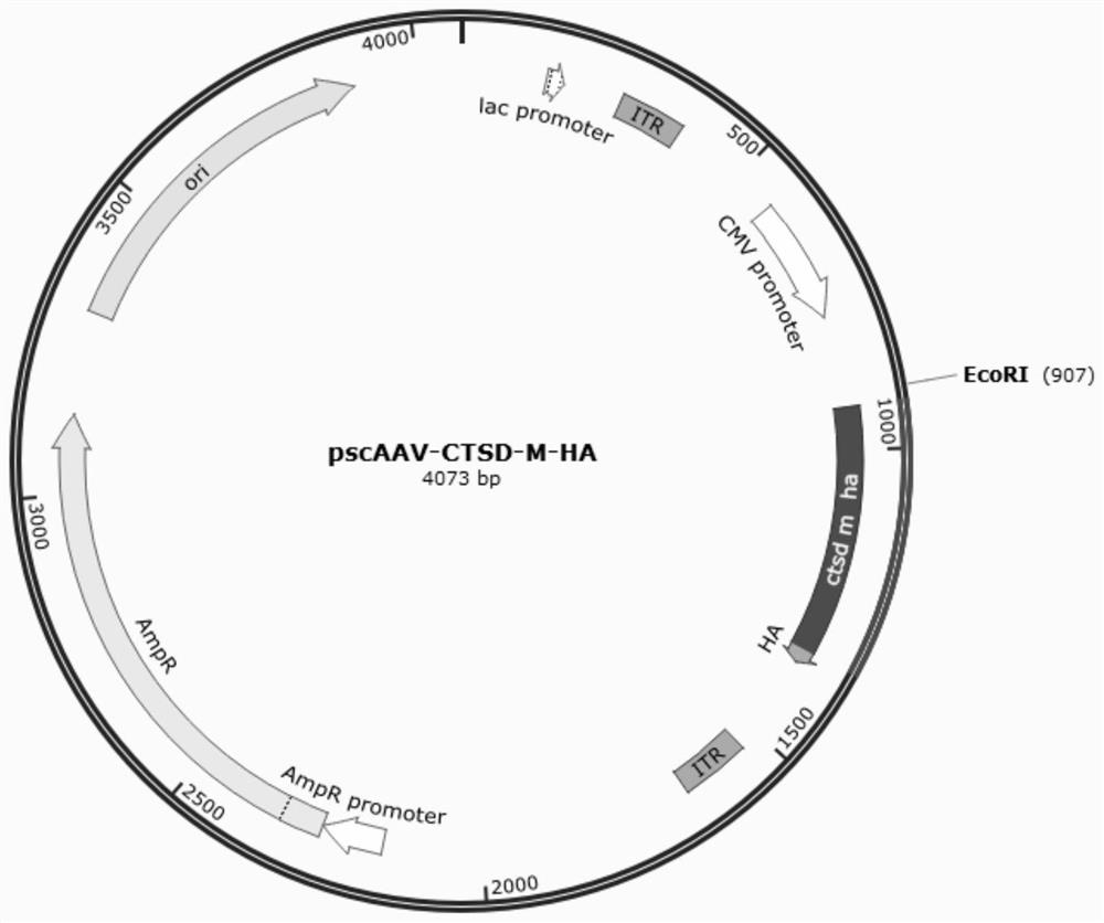 Construction method and application of retinitis pigmentosa animal model