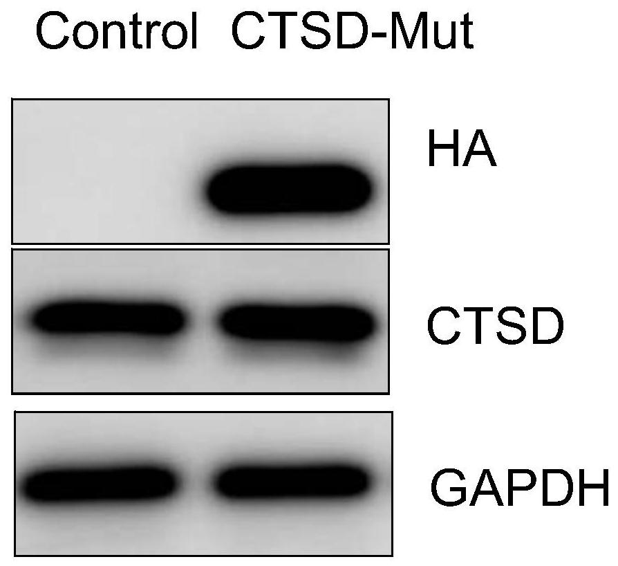 Construction method and application of retinitis pigmentosa animal model