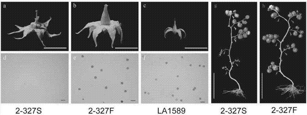 Molecular markers associated with male sterile mutation sites ms-15, ms-26 and ms-47 of tomatoes and application