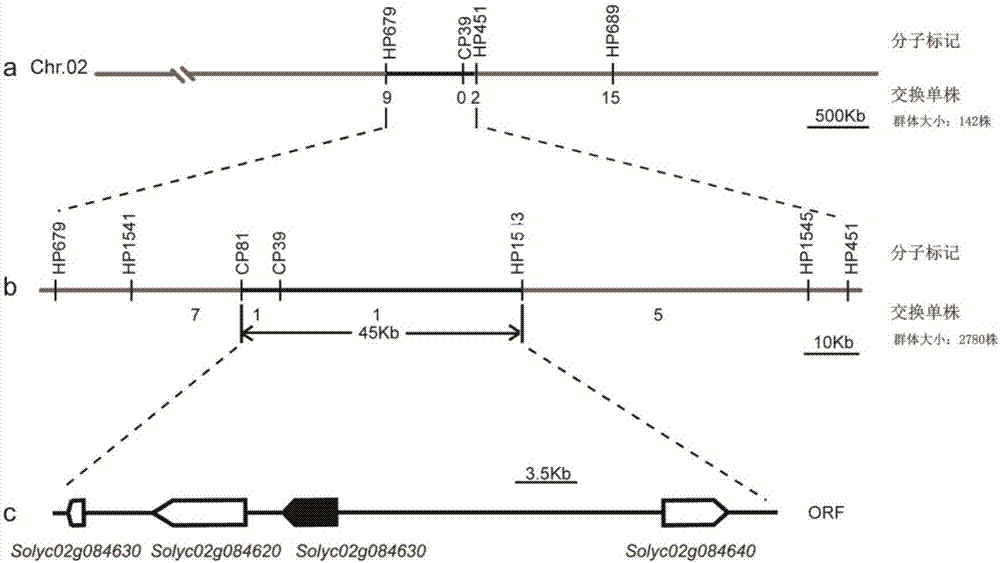 Molecular markers associated with male sterile mutation sites ms-15, ms-26 and ms-47 of tomatoes and application