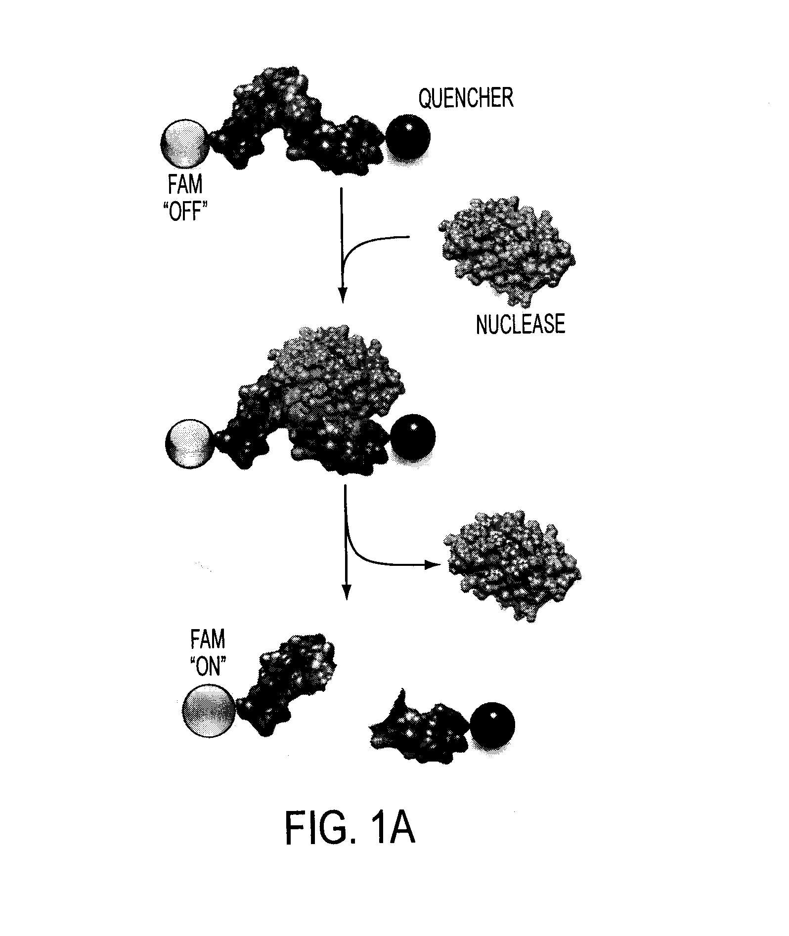 Oligonucleotide-based probes for detection of bacterial nucleases