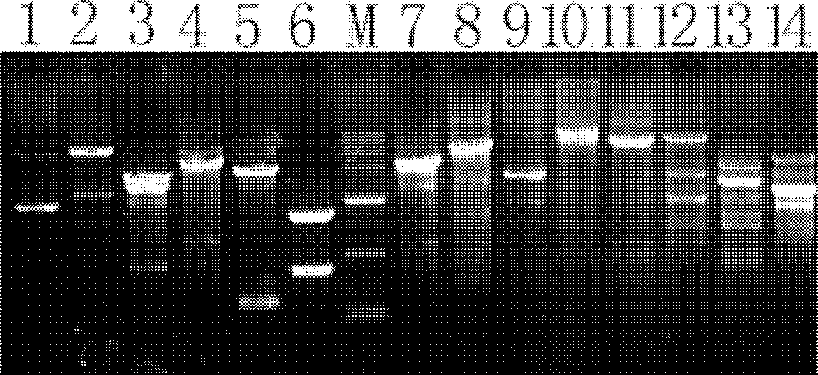 Bacillus pumilus, probiotics preparation and preparation method and application thereof