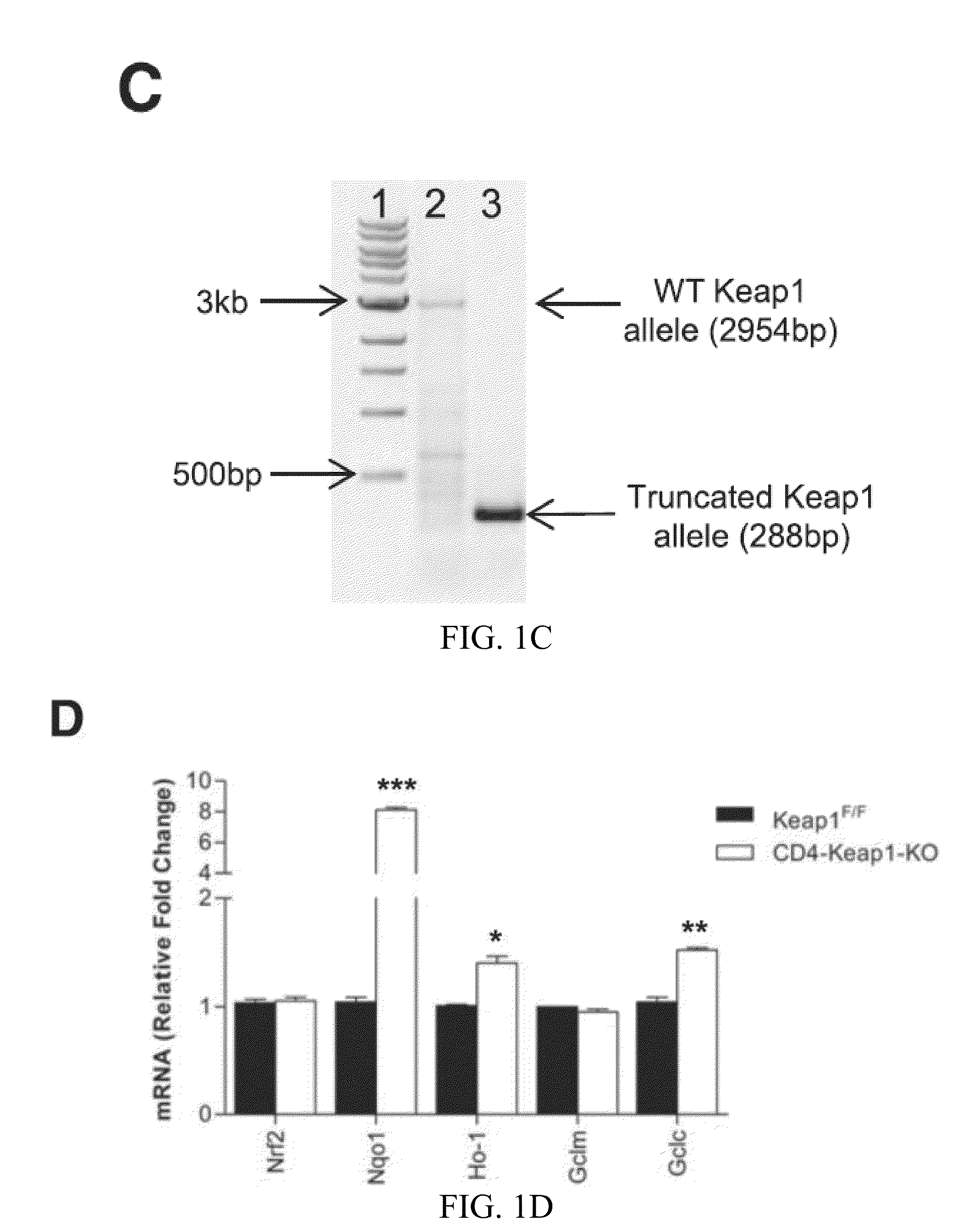 Compositions and methods for the study and treatment of acute kidney injury