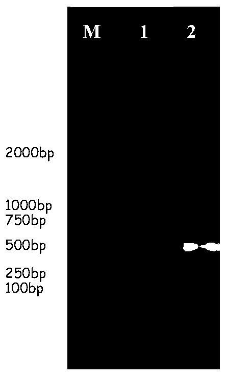 A Strain of Bacillus Fuensis and Its Application