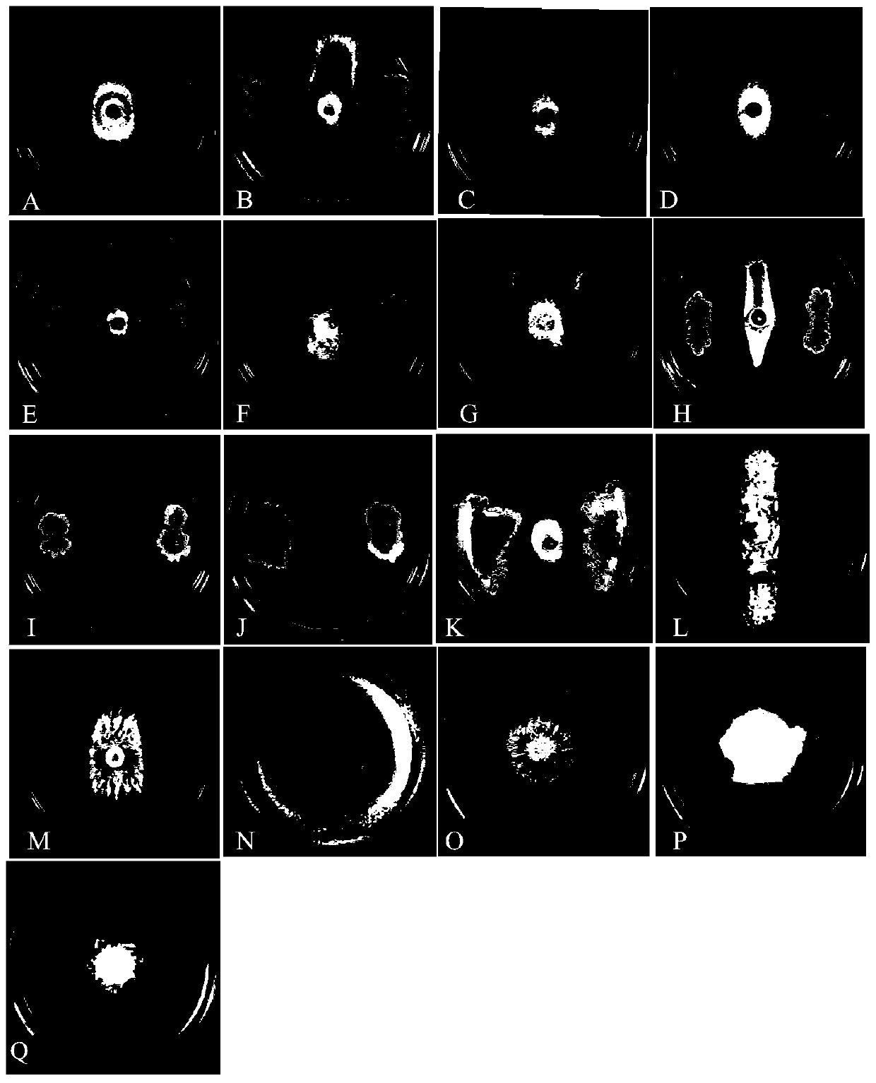 A Strain of Bacillus Fuensis and Its Application