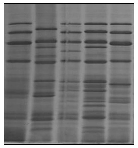 A method of selection and breeding of the inferior for synergistic improvement of wheat yield and quality