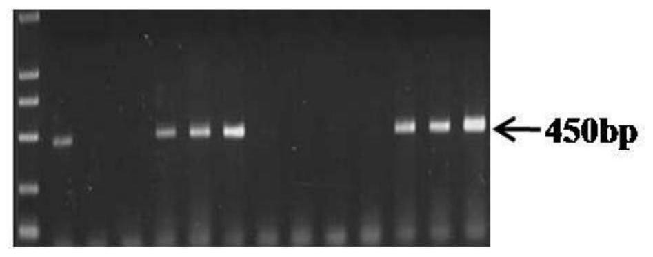 A method of selection and breeding of the inferior for synergistic improvement of wheat yield and quality