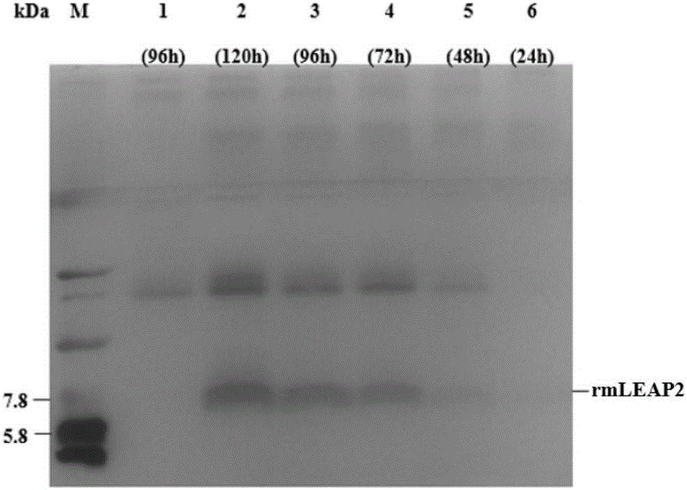 Optimized gene of ietalurus punetaus LEAP-2 mature peptide and preparation method of recombinant protein of optimized gene