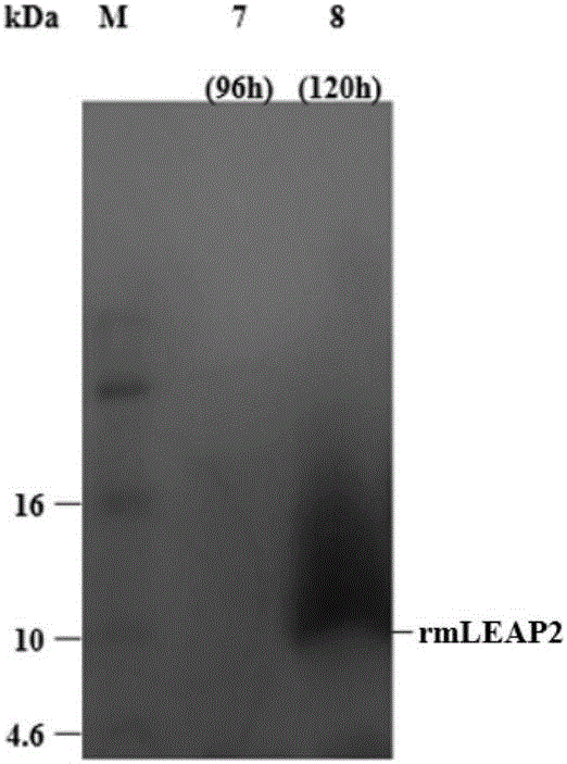 Optimized gene of ietalurus punetaus LEAP-2 mature peptide and preparation method of recombinant protein of optimized gene