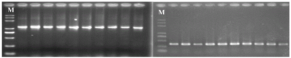 Molecular marker related to sedimentary character of pork fat, and application thereof