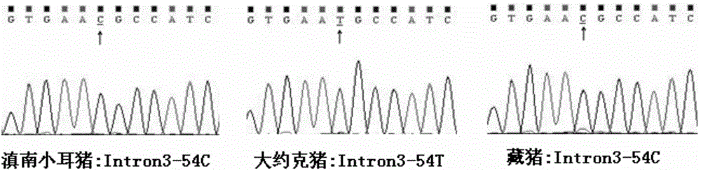 Molecular marker related to sedimentary character of pork fat, and application thereof