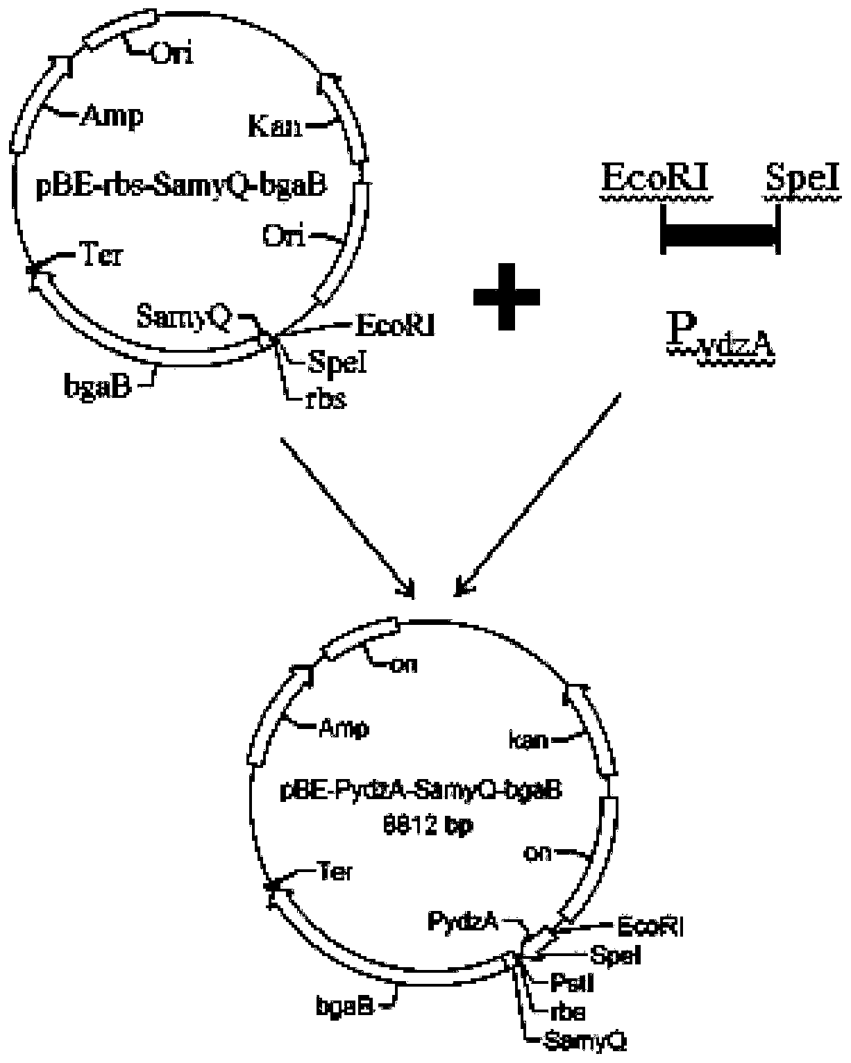 A dna fragment with promoter function of bacillus subtilis and application thereof