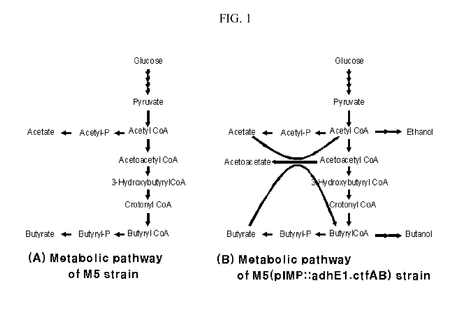 Enhanced ethanol and butanol producing microorganisms and method for preparing ethanol and butanol using the same