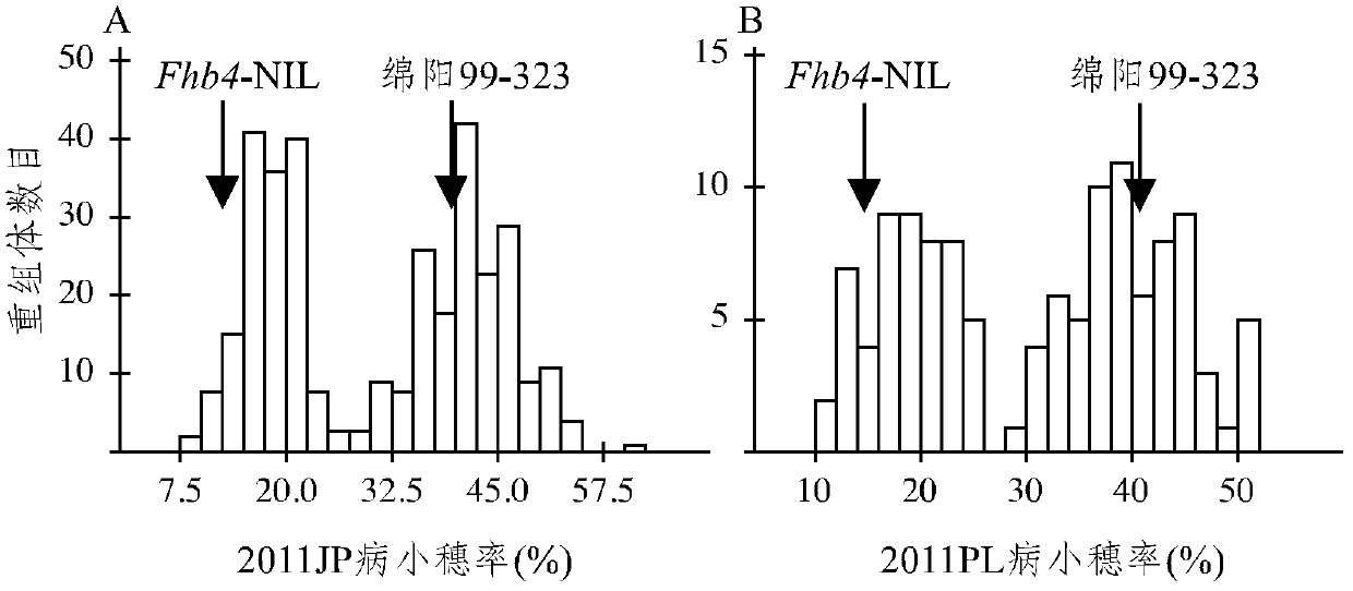 Molecular markers of wheat scab infection resistance gene Fhb4 and application of the molecular markers