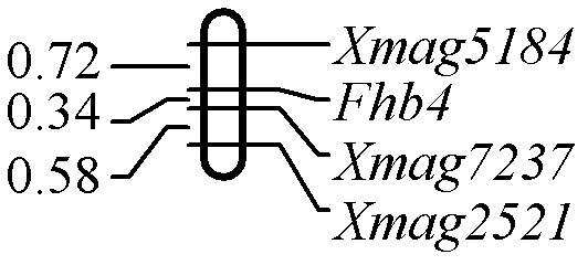 Molecular markers of wheat scab infection resistance gene Fhb4 and application of the molecular markers