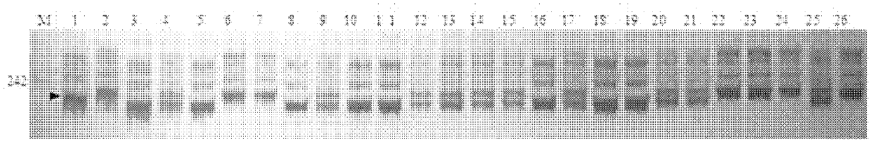 Molecular markers of wheat scab infection resistance gene Fhb4 and application of the molecular markers