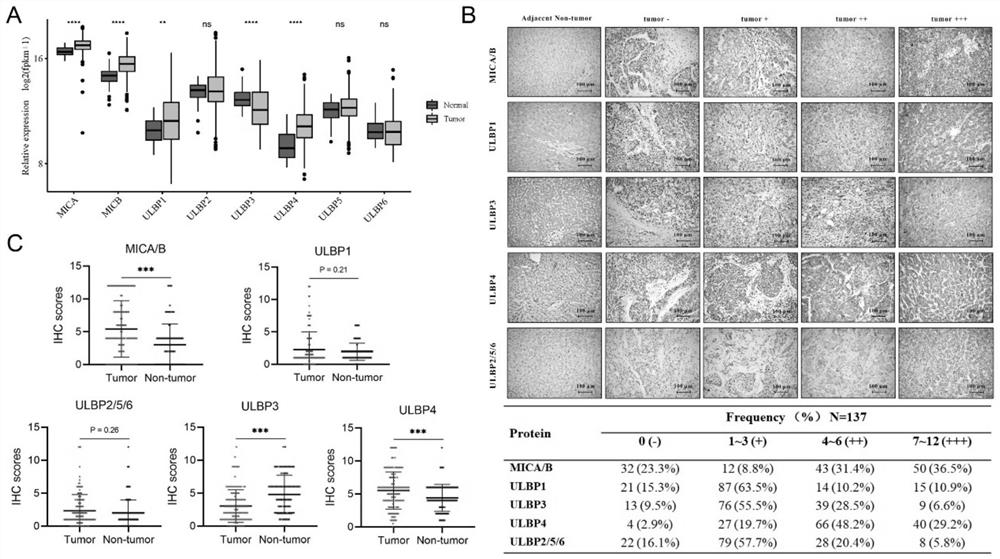 Construction method of hepatocellular carcinoma patient postoperative recurrence prediction model