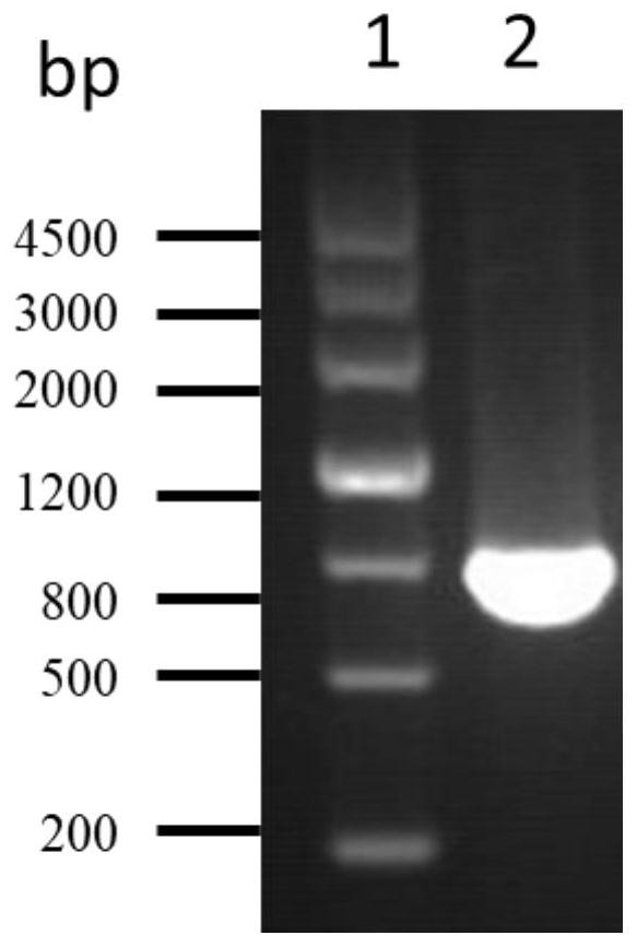 A kind of Pseudomonas aeruginosa vaccine recombinant protein SBP and its preparation method and application