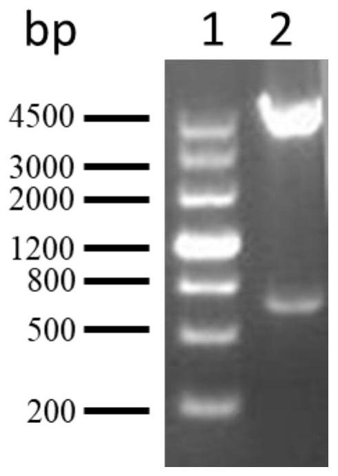 A kind of Pseudomonas aeruginosa vaccine recombinant protein SBP and its preparation method and application