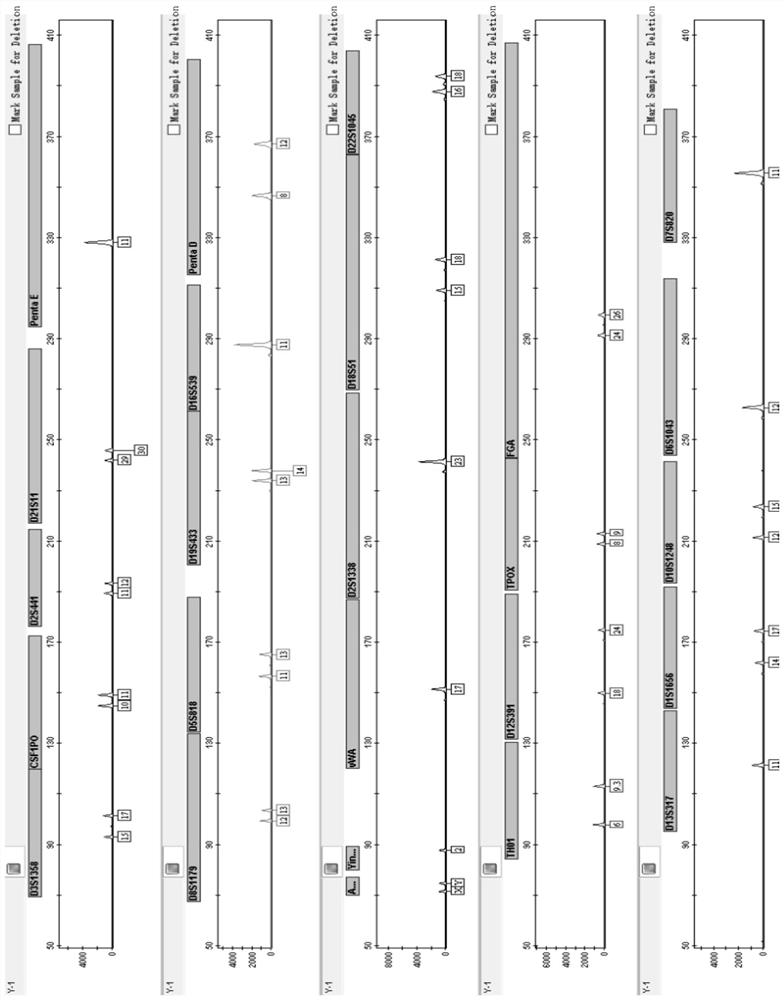 Composite amplification kit for 25 human chromosomal loci and its application