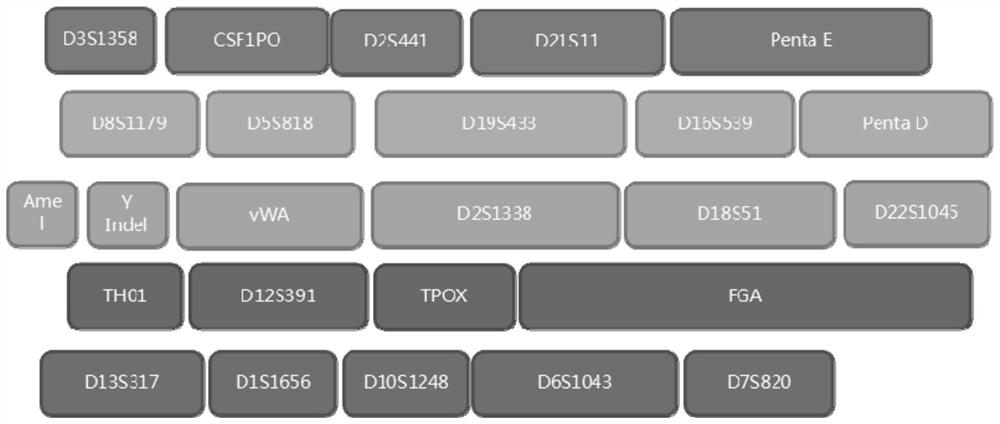 Composite amplification kit for 25 human chromosomal loci and its application