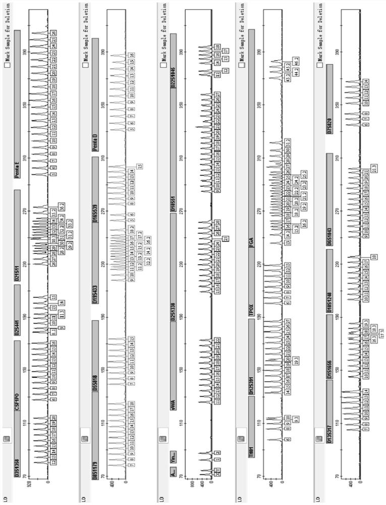 Composite amplification kit for 25 human chromosomal loci and its application