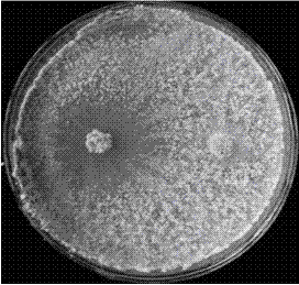 Crop growth promoting antagonistic trichoderma and application thereof